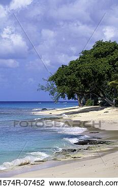 Stock Photo - barbados. fotosearch 
- search stock 
photos, pictures, 
images, and photo 
clipart