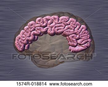 Cerebro Ver Ilustración en Grande Colección de ilustraciones - cerebro. fotosearch - buscar dibujos de ilustraciones de clipart