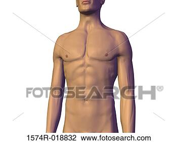Clip Art - close-up of the 
human body. fotosearch 
- search clipart, 
illustration, 
drawings and vector 
eps graphics images
