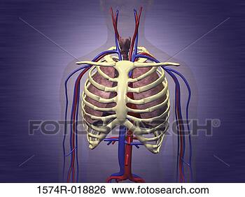 Stock Illustration - close-up of a 
human respiratory 
system. fotosearch 
- search clipart, 
illustration, 
drawings and vector 
eps graphics images