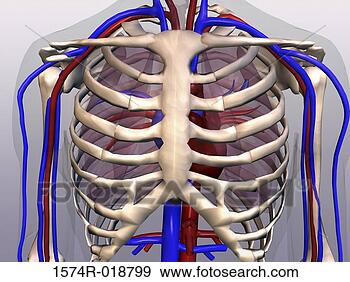 Stock Illustration - close-up of a 
human rib cage. 
fotosearch - search 
clipart, illustration, 
drawings and vector 
eps graphics images