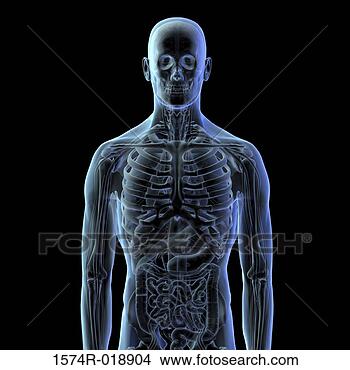Stock Illustration - close-up of an 
x-ray image of 
a human skeletal 
system. fotosearch 
- search clipart, 
illustration, 
drawings and vector 
eps graphics images