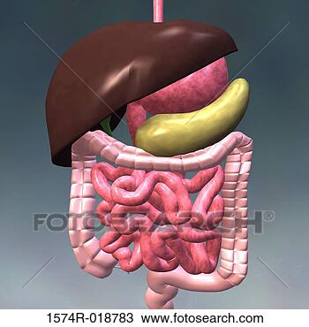 illustration digestive system