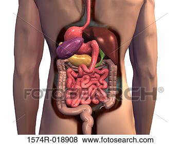 illustration digestive system