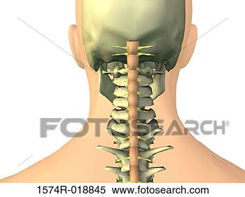 Stock Illustration - human neck. fotosearch 
- search clipart, 
illustration, 
drawings and vector 
eps graphics images