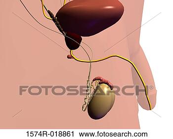 Clipart - male urinary system. 
fotosearch - search 
clipart, illustration, 
drawings and vector 
eps graphics images