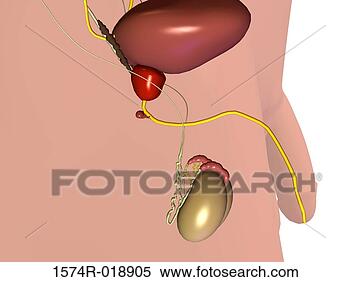 Stock Illustration - male urinary system. 
fotosearch - search 
clipart, illustration, 
drawings and vector 
eps graphics images