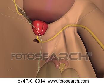 Stock Illustration - male urinary system. 
fotosearch - search 
clipart, illustration, 
drawings and vector 
eps graphics images