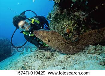 Stock Photograph - close-up of a 
scuba diver near 
a sea snake. fotosearch 
- search stock 
photos, pictures, 
images, and photo 
clipart
