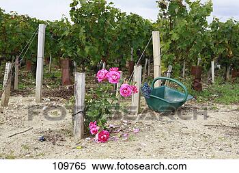 Stock Image - grape harvest 
in the medoc. 
fotosearch - search 
stock photos, 
pictures, images, 
and photo clipart