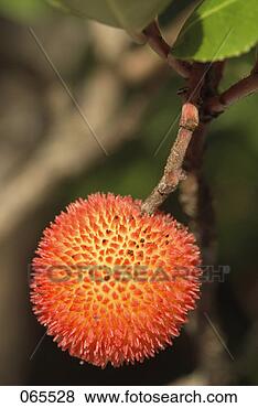 Banco de Imagem - arbutus. fotosearch 
- busca de fotos, 
imagens e clipart