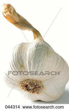 Banco de Imagem - cravo,  alho. 
fotosearch - busca 
de fotos, imagens 
e clipart