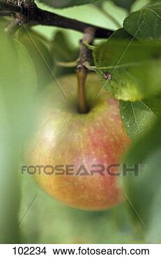 Stock Photo - apple on tree. 
fotosearch - search 
stock photos, 
pictures, images, 
and photo clipart