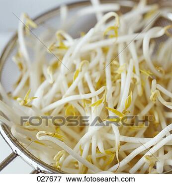 beansprouts_~027677.jpg