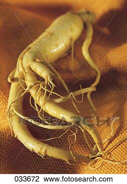 Stock Photo - ginseng root. 
fotosearch - search 
stock photos, 
pictures, images, 
and photo clipart