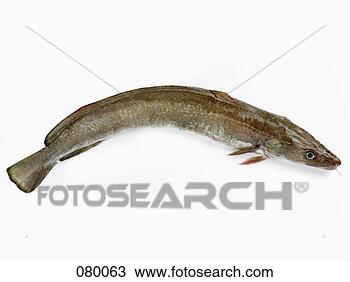 Banco de Imagem - mar,  burbot. 
fotosearch - busca 
de fotos, imagens 
e clipart