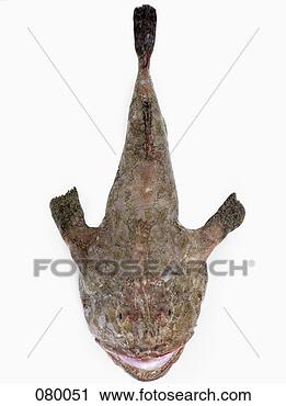 Hazır Fotoğraflar - monkfish. fotosearch 
- foto, resim, 
görüntü ve foto 
klipart ara