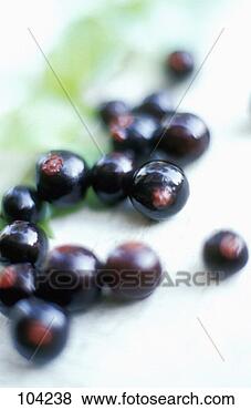 Hazır Fotoğraf - blackcurrants. 
fotosearch - foto, 
resim, görüntü 
ve foto klipart 
ara