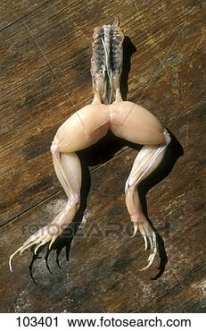 Stock Photography - fresh frogs legs. 
fotosearch - search 
stock photos, 
pictures, images, 
and photo clipart