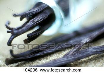 Stock Photo - vanilla pods. 
fotosearch - search 
stock photos, 
pictures, images, 
and photo clipart
