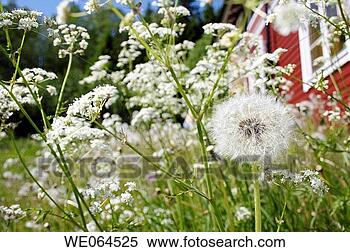 dandelion-seed-taraxacum-officinale_~WE064525.jpg