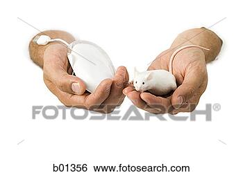 Stock Photo - close-up of a 
computer mouse 
and a live mouse 
in a man's hands. 
fotosearch - search 
stock photos, 
pictures, images, 
and photo clipart