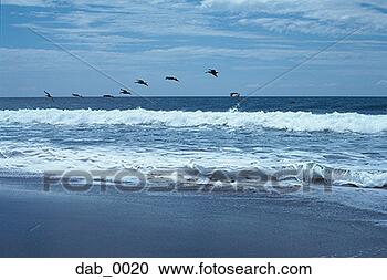 Stock Photography - flock of birds 
flying over the 
sea near the coast. 
fotosearch - search 
stock photos, 
pictures, images, 
and photo clipart