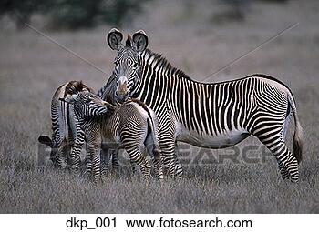 Stock Photography - herd of zebras 
in the wild. fotosearch 
- search stock 
photos, pictures, 
images, and photo 
clipart