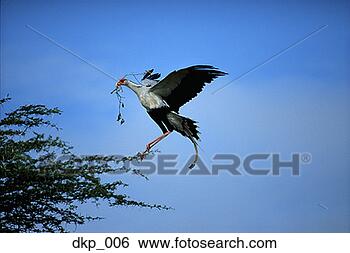 Stock Photo - low angle view 
of a bird holding 
a branch and flying 
towards a tree. 
fotosearch - search 
stock photos, 
pictures, images, 
and photo clipart