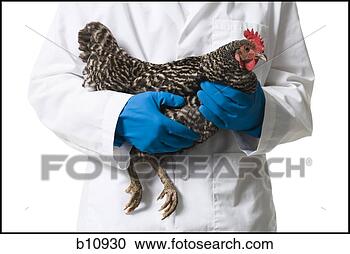 Stock Photography - animal researcher 
holding a chicken. 
fotosearch - search 
stock photos, 
pictures, images, 
and photo clipart