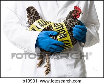 Stock Photography - animal researcher 
holding infected 
chicken. fotosearch 
- search stock 
photos, pictures, 
images, and photo 
clipart