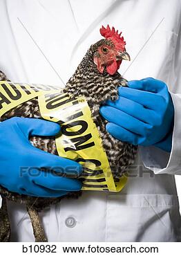 Stock Photo - animal researcher 
holding infected 
chicken. fotosearch 
- search stock 
photos, pictures, 
images, and photo 
clipart