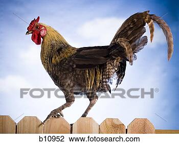 Stock Photo - cock on a fence. 
fotosearch - search 
stock photos, 
pictures, images, 
and photo clipart