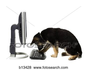 Stock Photo - german shepherd 
puppy typing. 
fotosearch - search 
stock photos, 
pictures, images, 
and photo clipart