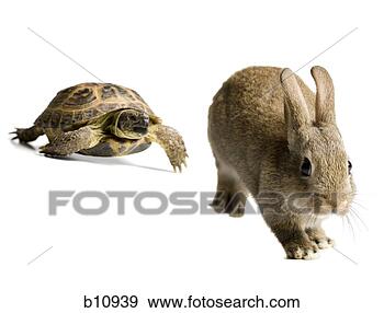 Stock Photograph - tortoise and hare 
racing. fotosearch 
- search stock 
photos, pictures, 
images, and photo 
clipart