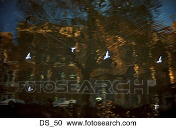 Stock Photography - buildings reflect 
in a pool of water 
with white birds 
flying by. fotosearch 
- search stock 
photos, pictures, 
images, and photo 
clipart
