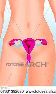免版税(RF)类图片 - Genital, 器官, 膀胱, <em>身体</em>, f