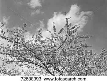 Stock Photo - blooming tree, 
(b&w), low angle 
view. fotosearch 
- search stock 
photos, pictures, 
images, and photo 
clipart