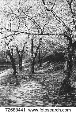 Hazır Fotoğraflar - çiçekleniyor, 
 ağaçlar,  (b&w). 
fotosearch - foto, 
resim, görüntü 
ve foto klipart 
ara