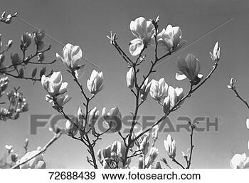 Hazır Fotoğraf - çiçekleniyor, 
 magnolia,  (b&w), 
 ucuz,  açi,  
yayinlama. fotosearch 
- foto, resim, 
görüntü ve foto 
klipart ara