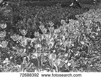 Hazır Fotoğraf - flowerbed,  (b&w), 
 samimi anlatim. 
fotosearch - foto, 
resim, görüntü 
ve foto klipart 
ara