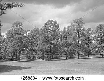 Arquivo de Fotografia - gramado,  árvores, 
 (b&w). fotosearch 
- busca de fotos, 
imagens e clipart