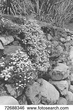 Hazır Fotoğraf - kaya,  bahçe, 
 (b&w). fotosearch 
- foto, resim, 
görüntü ve foto 
klipart ara