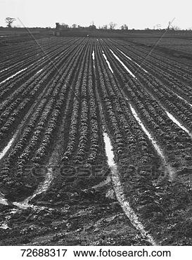 Resim - plowed,  tarla, 
 (b&w). fotosearch 
- foto, resim, 
görüntü ve foto 
klipart ara