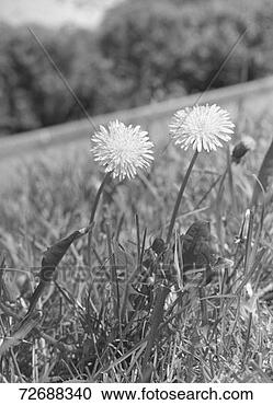 Arquivo de Fotografias - porca,  cardos, 
 prado,  (b&w), 
 close-up. fotosearch 
- busca de fotos, 
imagens e clipart