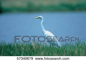 Stock Photograph - an aquatic bird 
by a lake side. 
fotosearch - search 
stock photos, 
pictures, images, 
and photo clipart
