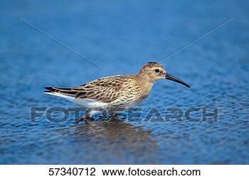 Stock Photo - a long bill bird 
standing in water. 
fotosearch - search 
stock photos, 
pictures, images, 
and photo clipart