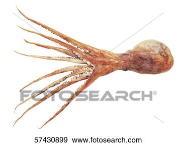 Stock Photograph - close-up of an 
octopus. fotosearch 
- search stock 
photos, pictures, 
images, and photo 
clipart