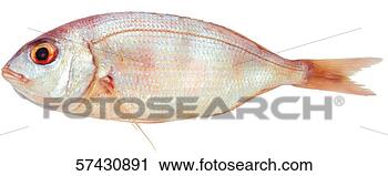 Stock Photography - close-up of a 
sea fish. fotosearch 
- search stock 
photos, pictures, 
images, and photo 
clipart