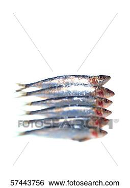 Stock Photo - close-up of an 
array of sardines. 
fotosearch - search 
stock photos, 
pictures, images, 
and photo clipart